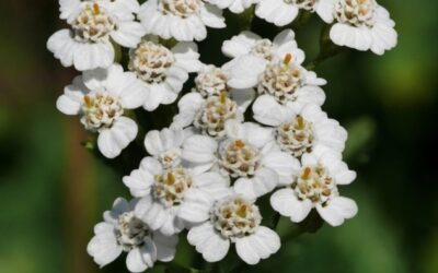 Achillea Millefolium – Yarrow: One of Nature’s Most Versatile Plant-Based Medicinals