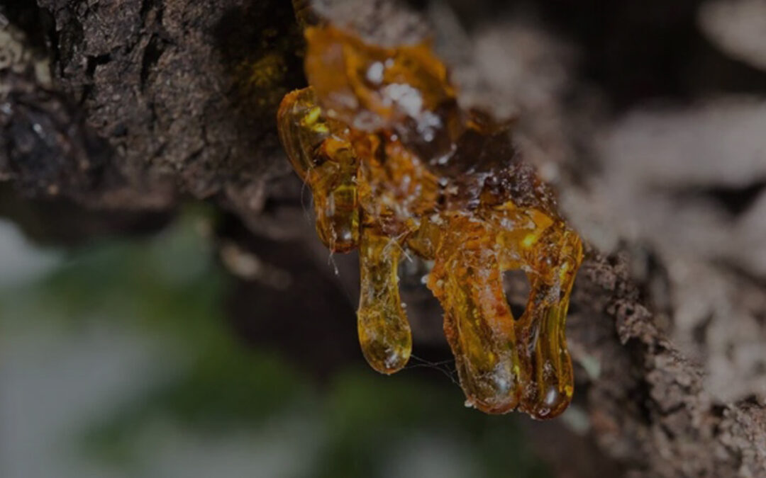 Boswellia (carteri, thurifera, serrata) – FRANKINCENSE