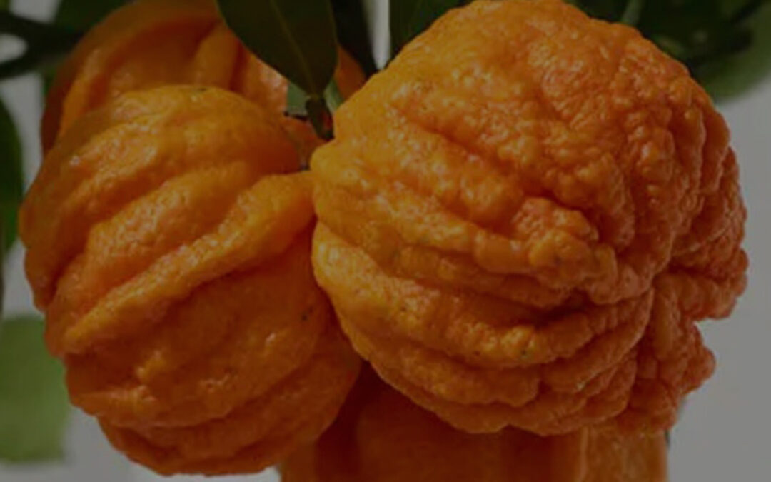Citrus Aurantium – BITTER ORANGE