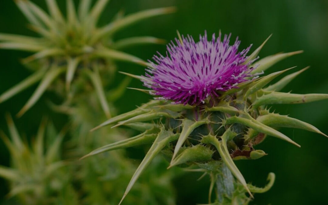 Cnicus benedictus – Holy Thistle, Blessed Thistle