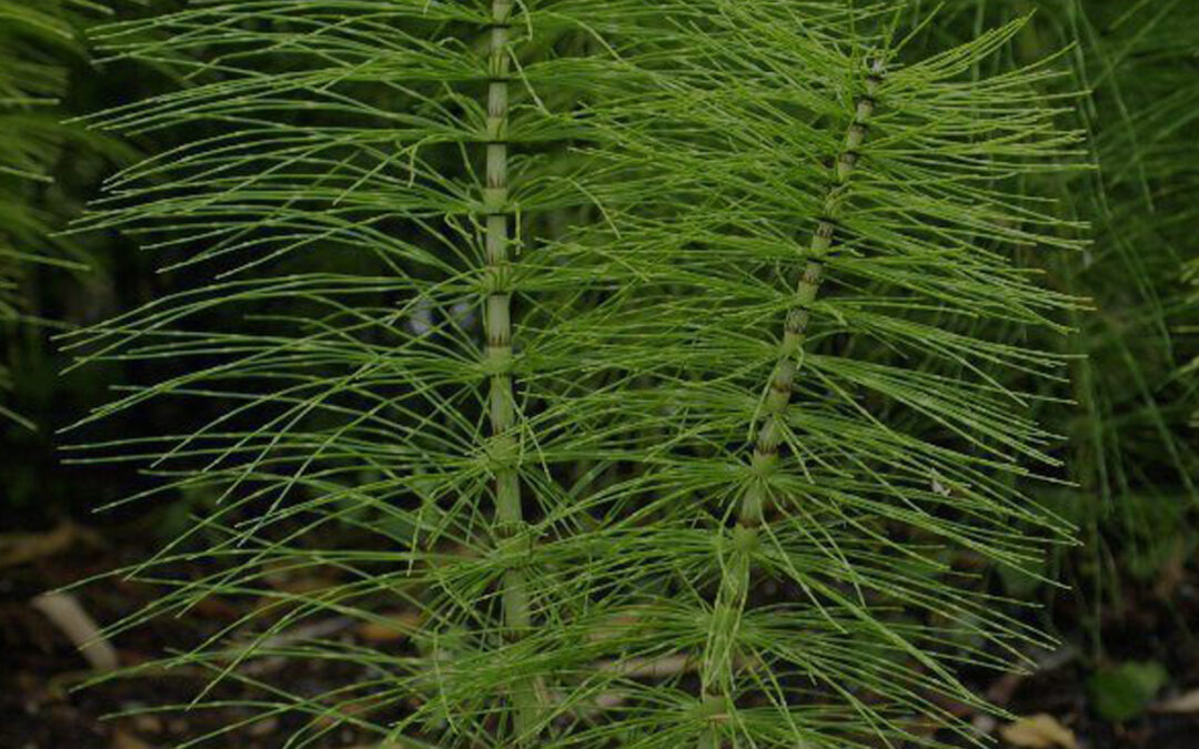 Equisetum arvesnse – Horsetail