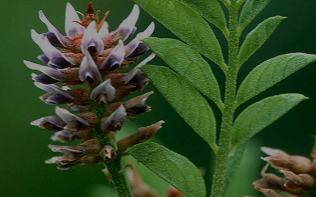 Glycyrrhiza Latin name – GENERIC NAME(s)