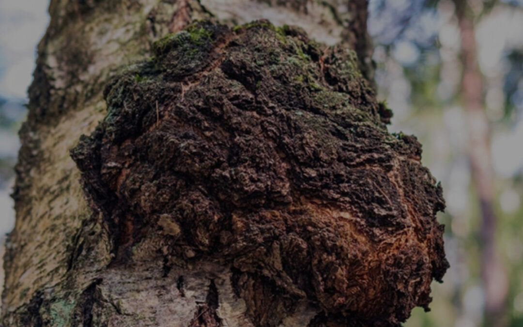 Inonutus obliquus – CHAGA, BIRCH CONK