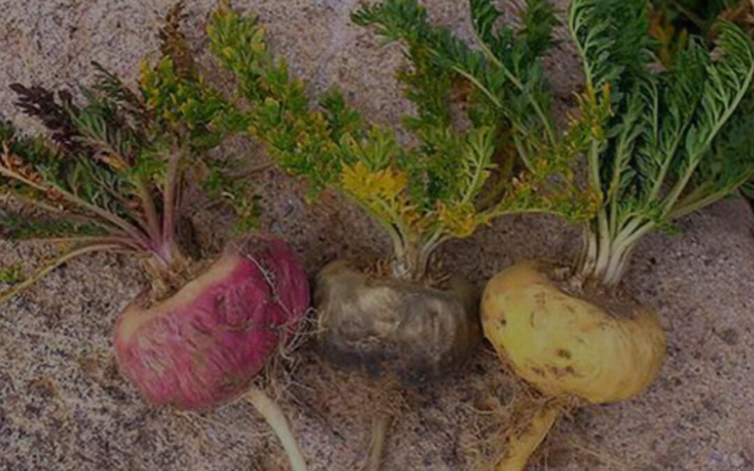 Lepidium Meyenii – Maca