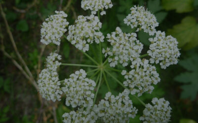 Ligusticum porteri – OSHA