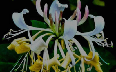 Lonicera japonica – JAPANESE HONEYSUCKLE