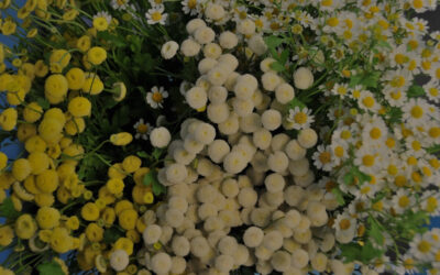 Matricaria recutita – Chamomile