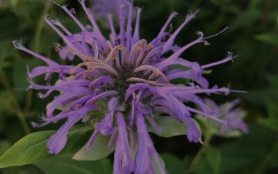 Monarda fistulosa – WILD BERGAMOT, BEE BALM